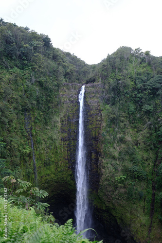Akaka Falls State Park in a forest