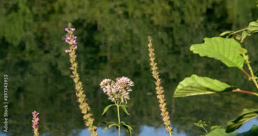Lush river banks of the Mreznica River, Croatia