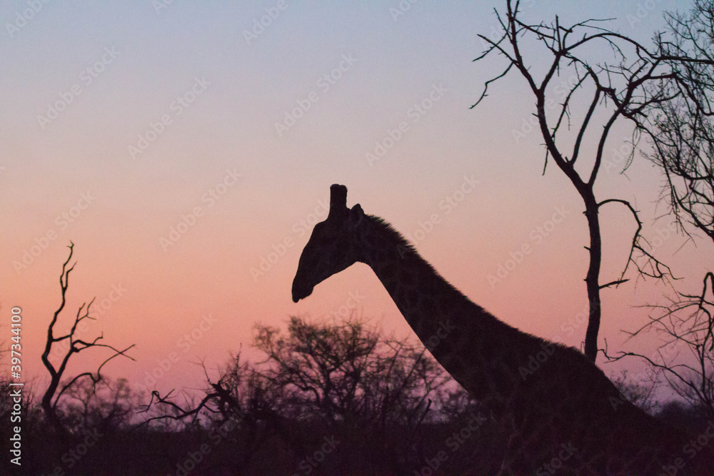 Naklejka premium Giraffe at night