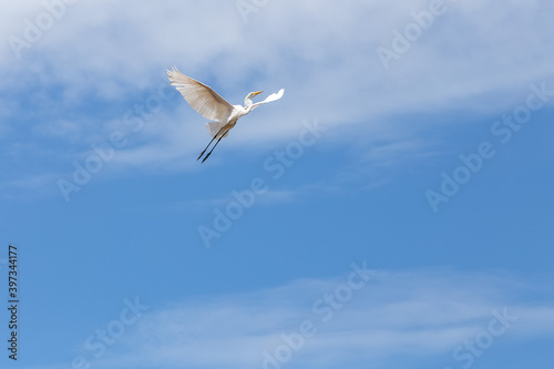 A Great Egret flying in the blue sky. Species Ardea alba. Animal life. Birdwatcher. Cerrado