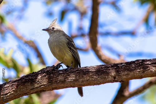 The yellow-bellied elaenia is a small bird of the tyrant flycatcher. Species Elaenia flavogaster. The gray bird in the middle of forest in Brasilia, Brazil. Animal life. Birdwatcher.  photo