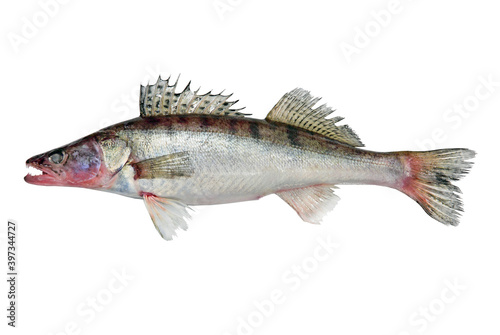 Azov Pike perch fish isolated on a white.