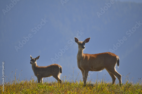 Photo Doe and fawn in the wild. Olympic National Park