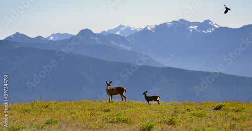 Wildlife in Olympic National Park, Washington, USA