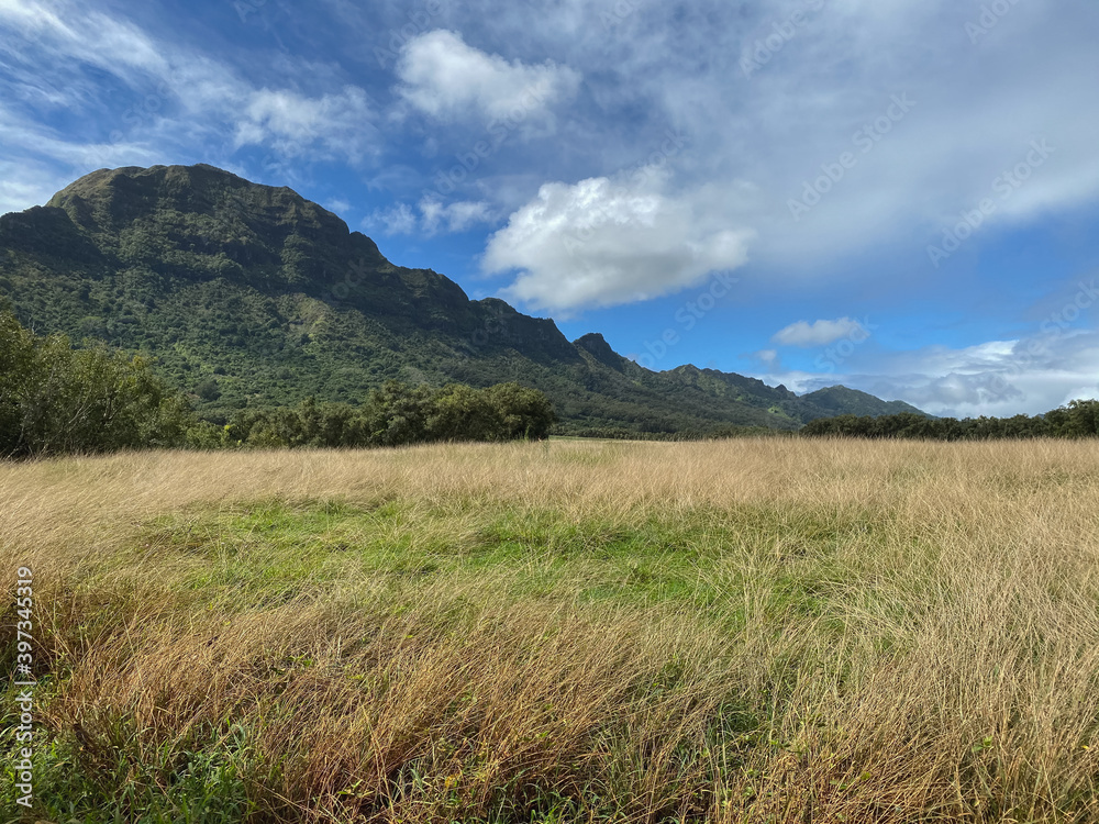 a grassy field with mountains in the background