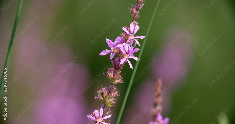 Flowers of the Lythrum salicaria, or purple loosestrife on the Mrežnica River Flowers of the Lythrum salicaria, or purple loosestrife on the Mrežnica River