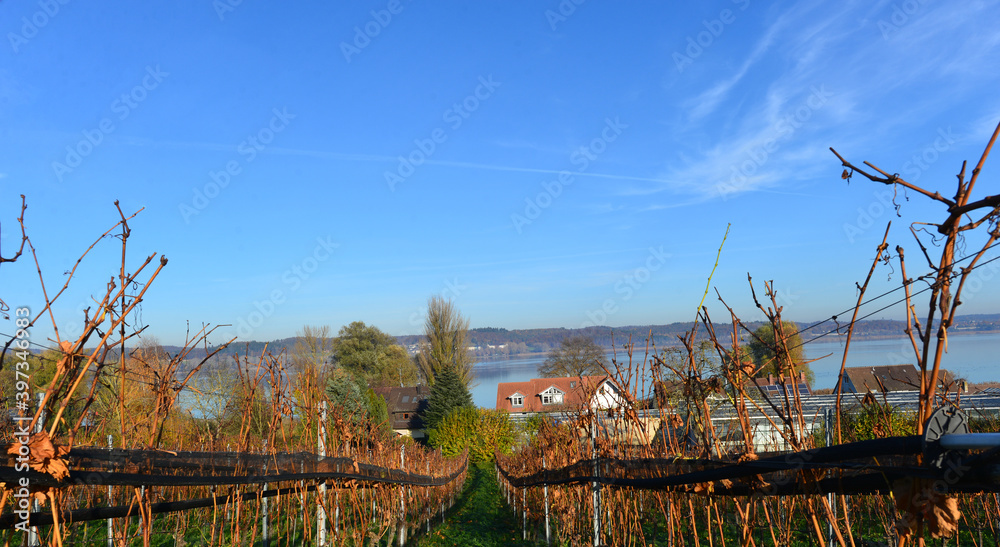 Weinbauinsel Reichenau Bodensee
