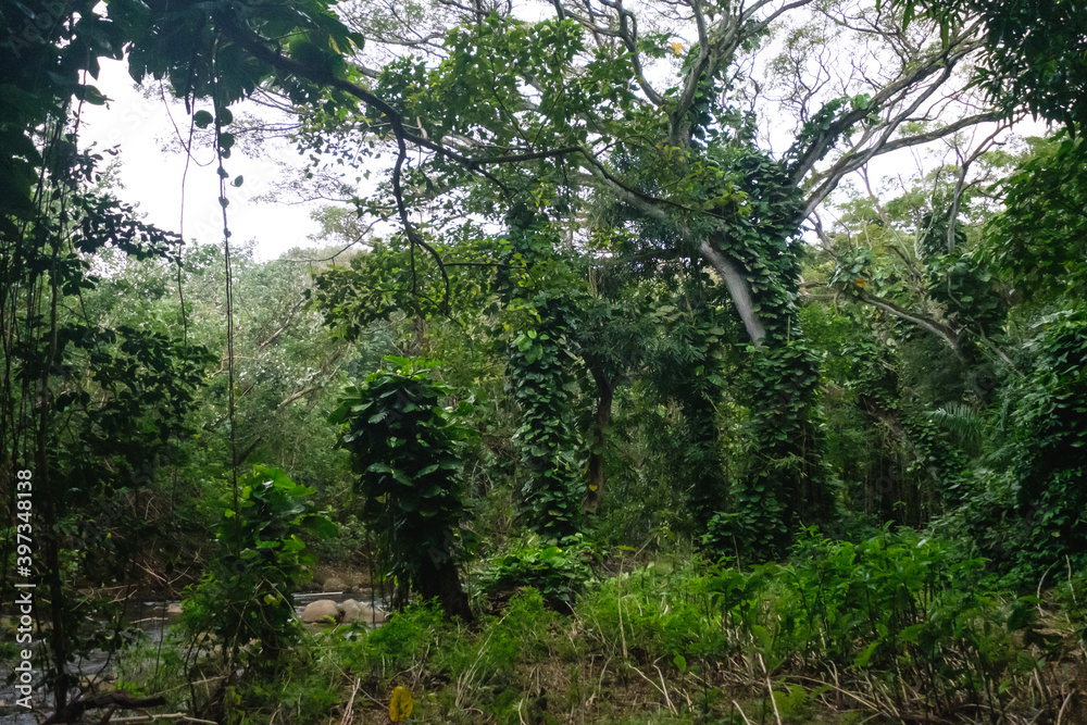 Fototapeta premium a forest with trees