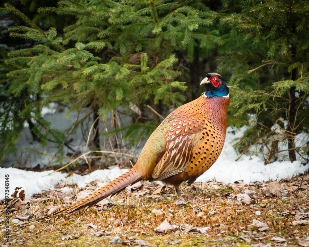 Fototapeta premium Male pheasant in the wild with snow on the ground