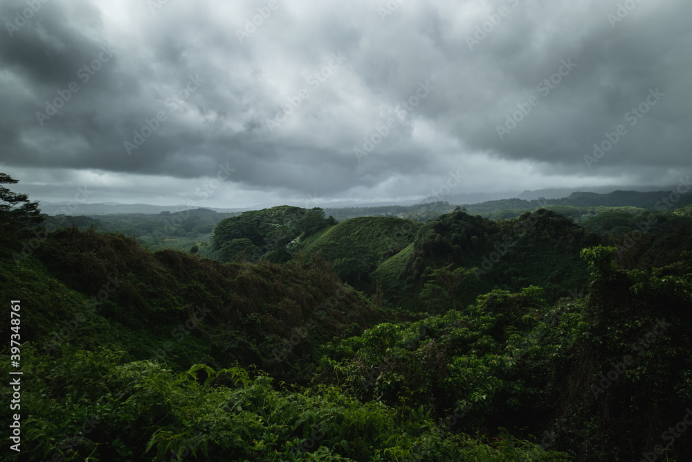 a forest of trees