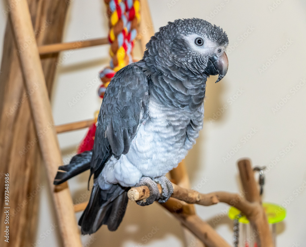Obraz premium african grey parrot