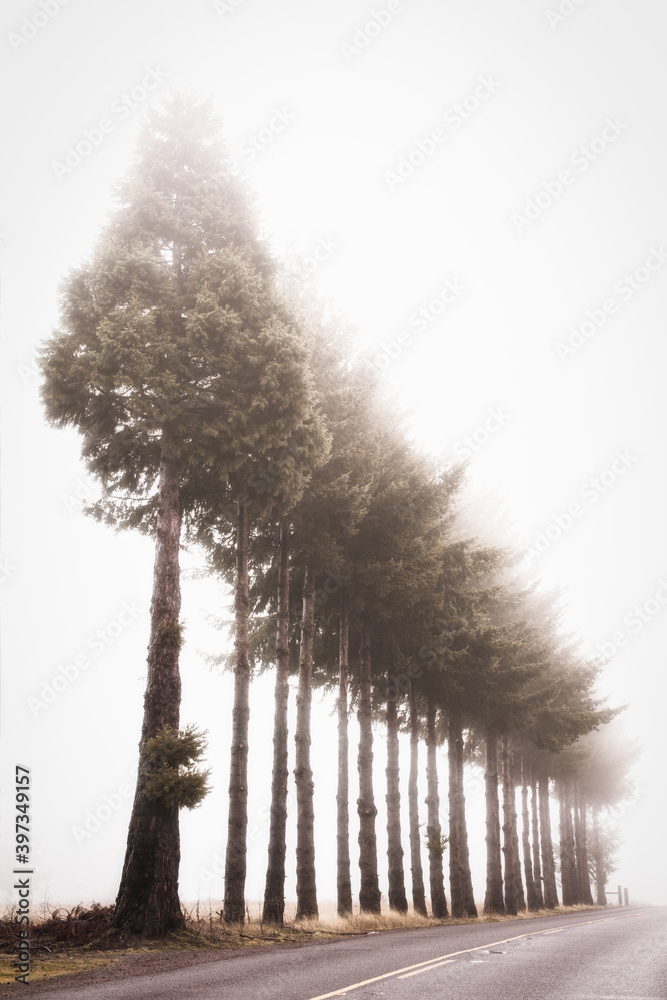 Fototapeta premium tree in the fog