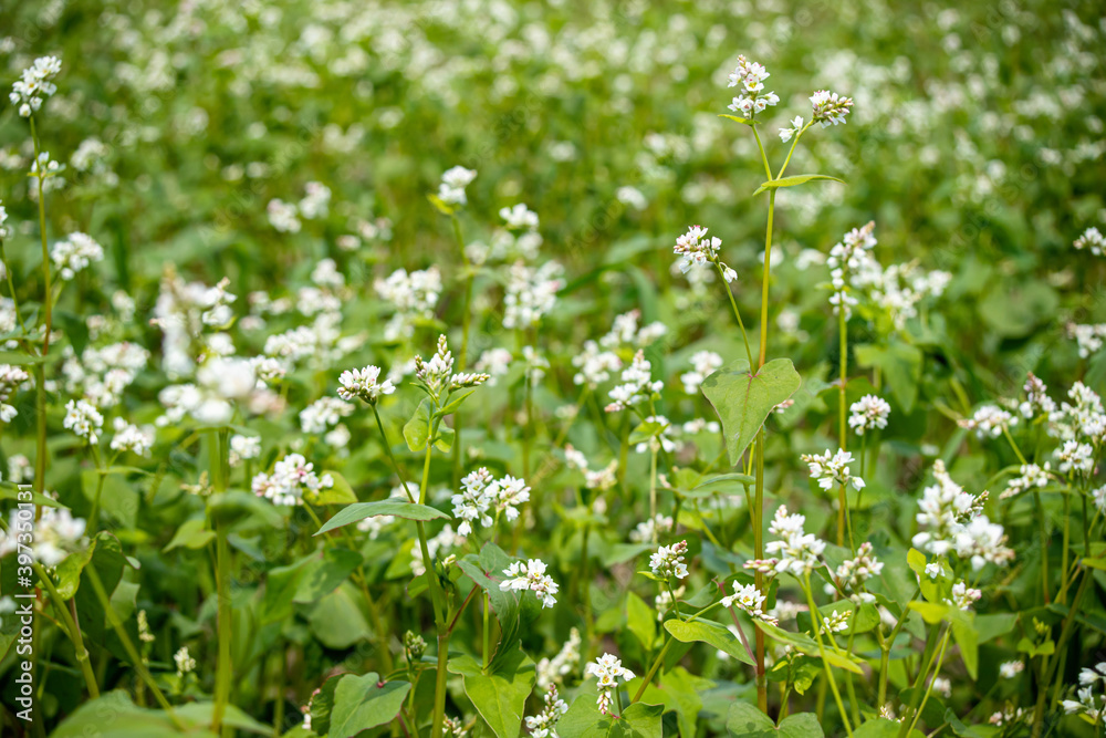 Blooming buckwheat Fagopyrum esculentum field in rays of summer sun. Green, agriculture. Soft focus Blooming buckwheat Fagopyrum esculentum field in rays of summer sun. Green, agriculture. Soft focus