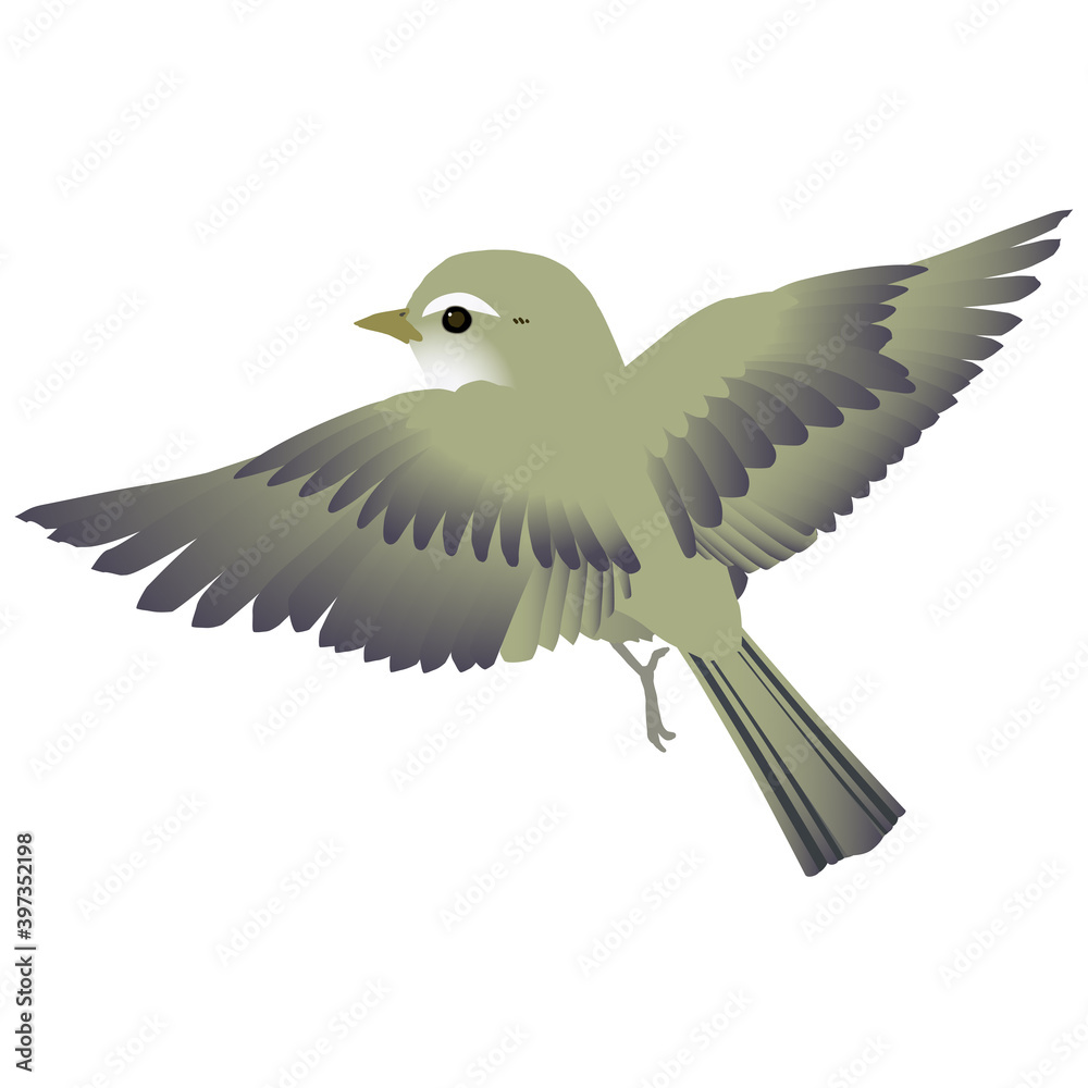 かわいい野鳥ウグイスが羽ばたくベクターイラスト Stock 벡터 Adobe Stock