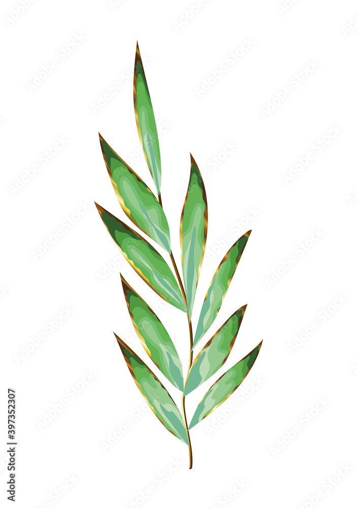 Fototapeta premium green leaves and big stem in a white background