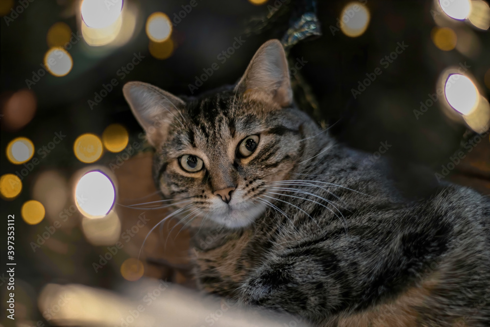Grey, orange and white tabby cat staring at camera under Christmas tree with lights and bokeh in background Grey, orange and white tabby cat staring at camera under Christmas tree with lights and bokeh in background