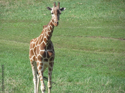 Sticker Giraffe