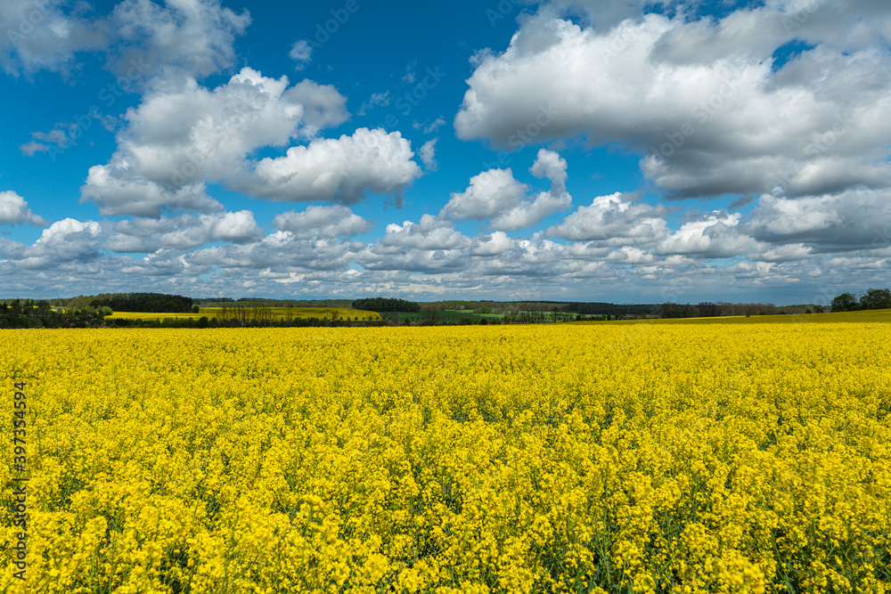 Rapsfeld nähe Brandenburg an der Havel Rapsfeld nähe Brandenburg an der Havel