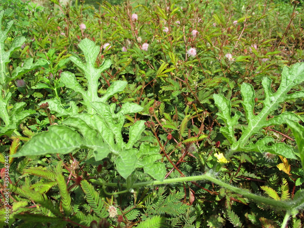 Weeds Weeds