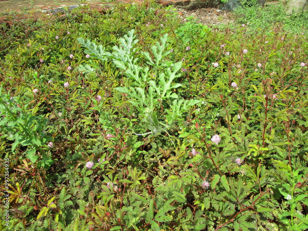 Weeds Weeds