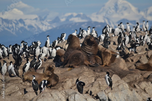 penguins and sea ​​wolf on the rocks