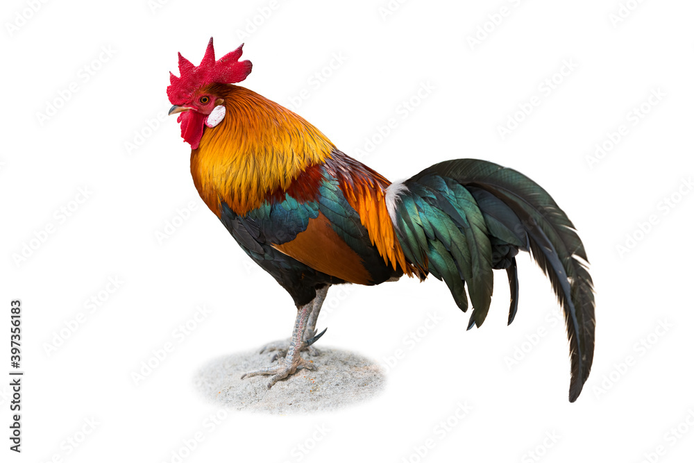 Red Junglefowl isolated on white background