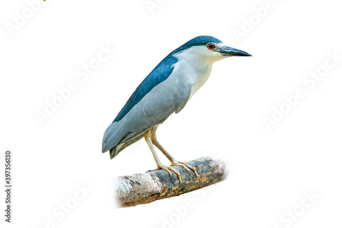Black-crowned Night Heron perching on perch and looking into distance