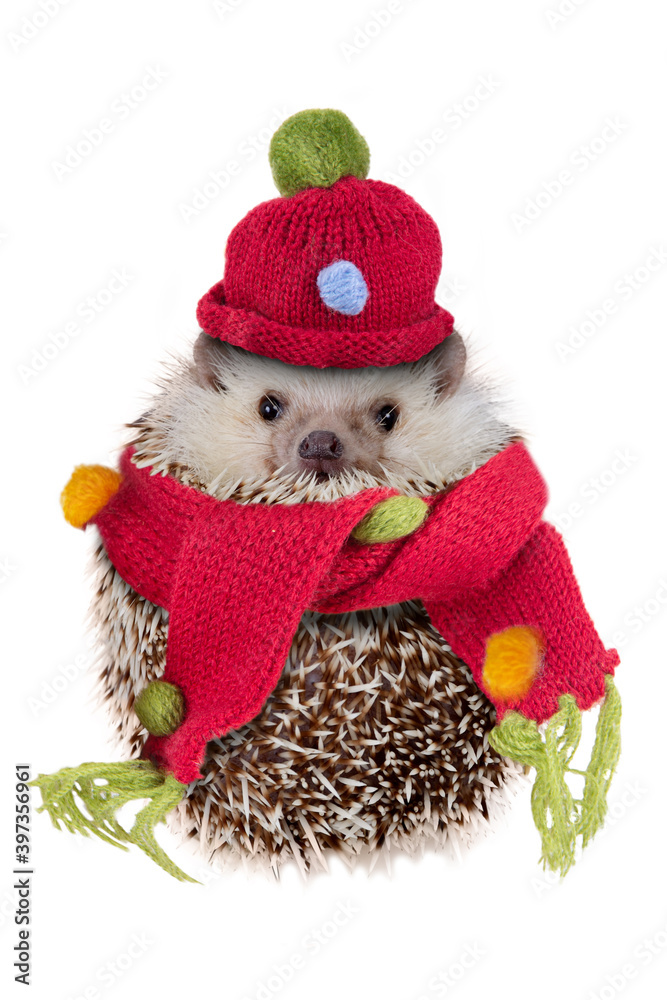 Fototapeta premium Cute hedgehog wearing red hat and scarf look like snowman.