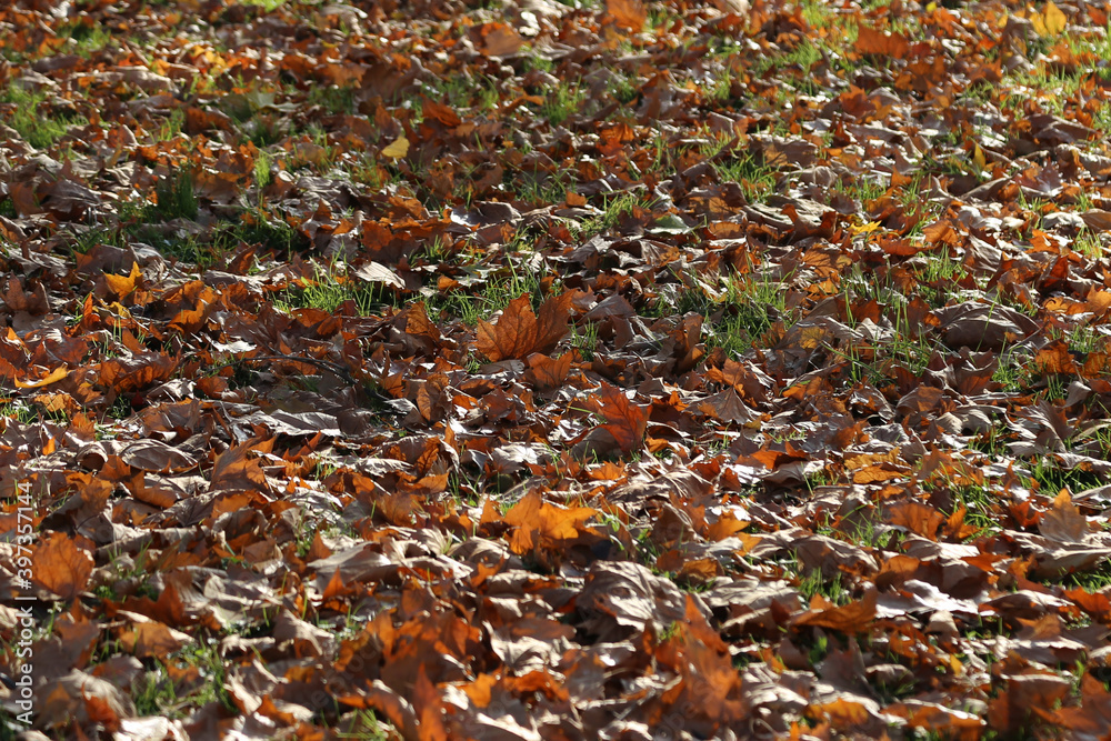 autumn leaves on the ground