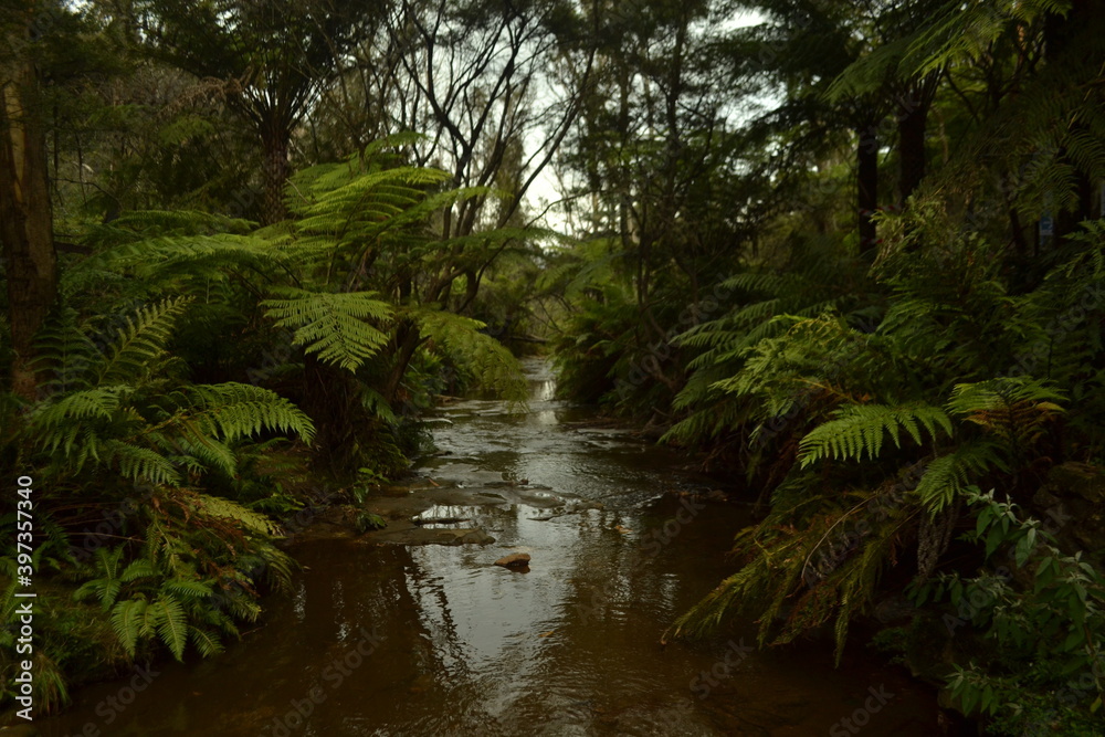 Rio entre arboles en el camino de las Blue Mountains Australia Rio entre arboles en el camino de las Blue Mountains Australia