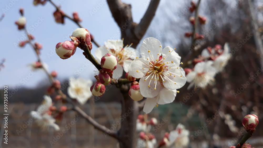 Apricot flower on nature background Apricot flower on nature background