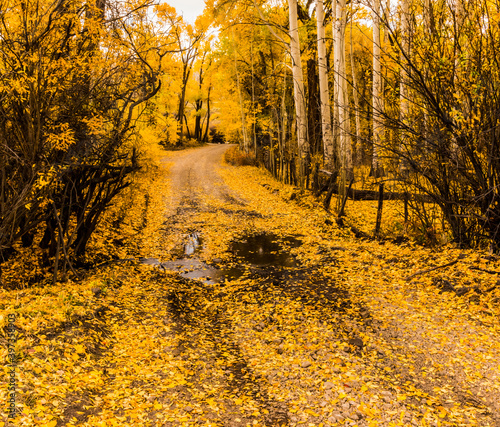 Fall Color on Last Dollar Road Near Ridgeway, Colorado, USA