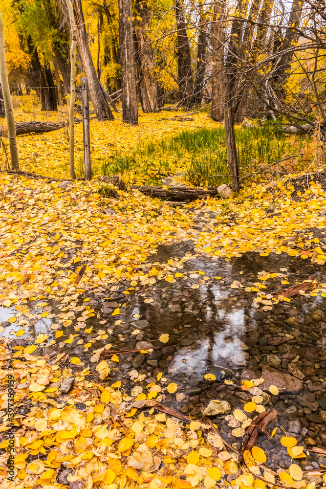 Fall Color on Last Dollar Road Near Ridgeway, Colorado, USA Fall Color on Last Dollar Road Near Ridgeway, Colorado, USA