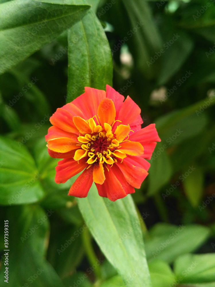 red dahlia flower red dahlia flower