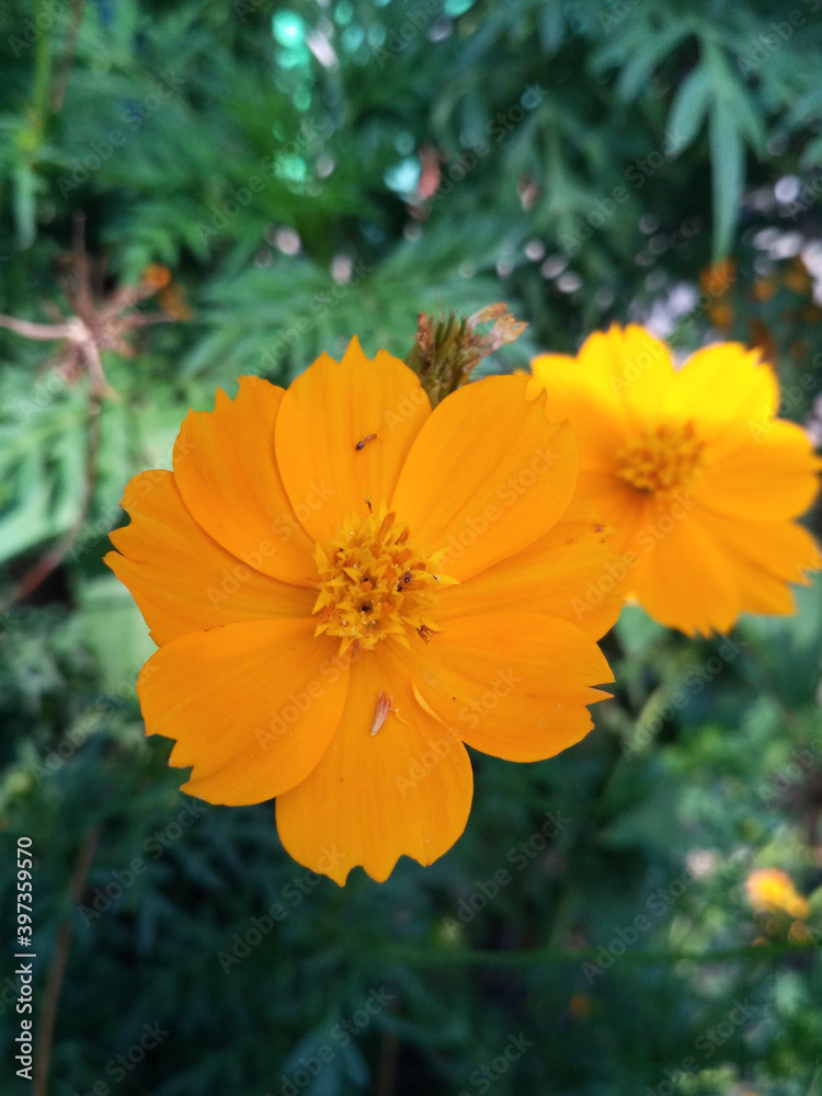 orange flower orange flower