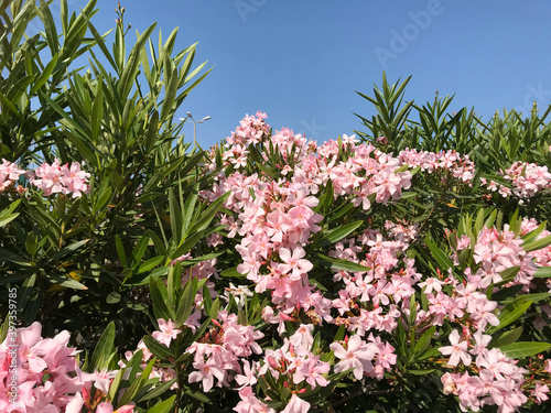 A bouquet of full bloom pink oleander or cerium flower blossom on green leaves tree with clear blue sky in the middle of summer in Marseille, France. Perfect for wallpaper background