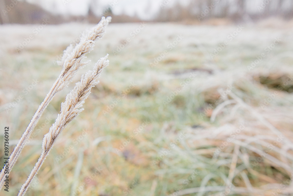 Froze lush green grass with ice crystals on natural blurry background. Natural landscape in winter. Fog with tender bokeh. Close-up, copy space