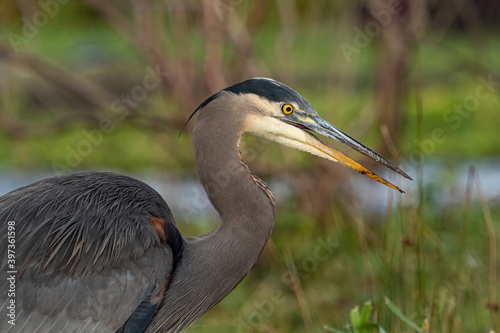 close up portrait of a great blue heron resting on the open grass field in front of dense brown grasses with its beak slightly open