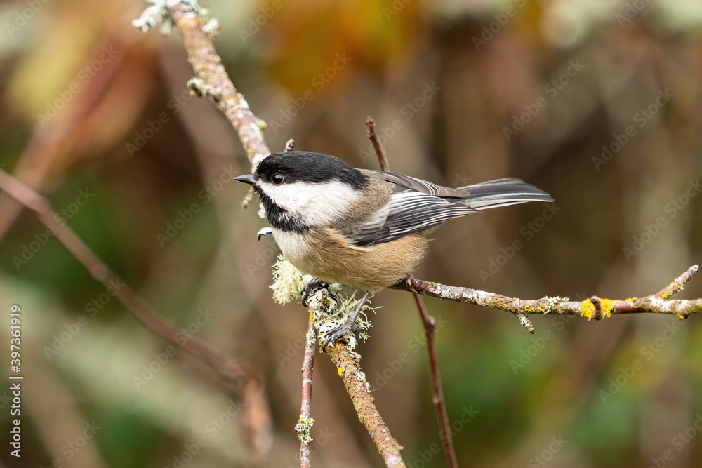 close up of a cute chickadee resting on green moss covered branch in the park close up of a cute chickadee resting on green moss covered branch in the park