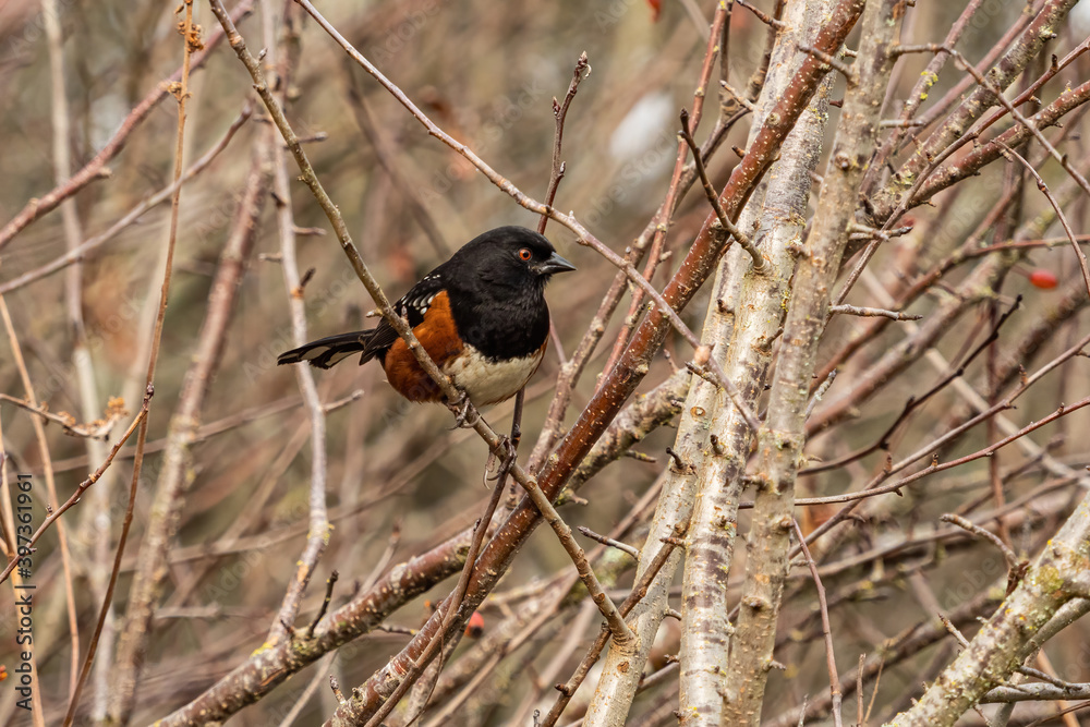 Naklejka premium one towhee bird resting on the thin branch of dense leafless bushes in the park