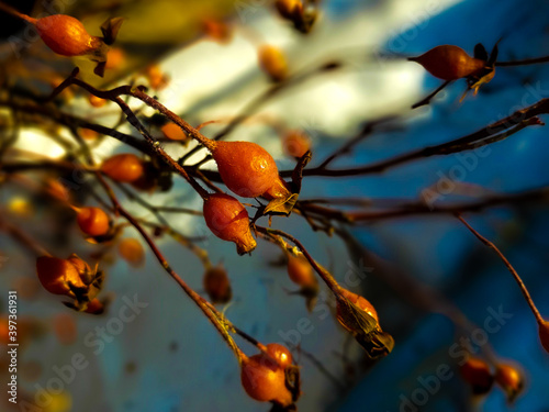 berries on a branch © Vova