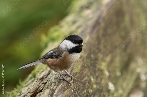 close up of a cute chickadee resting on green moss covered wooden fence in the park