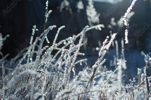 Winter grass covered with ice 