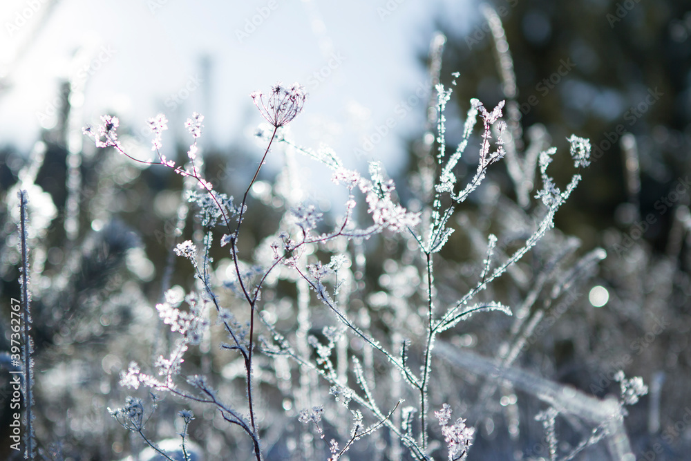 Winter grass in a frosty forest, covered with ice Winter grass in a frosty forest, covered with ice