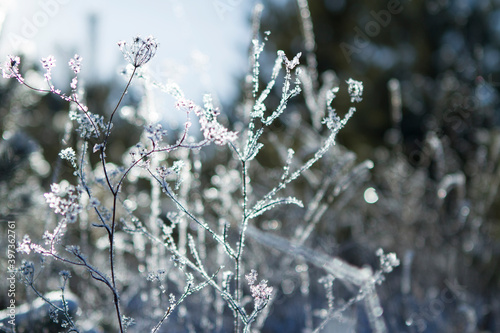 Winter grass in a frosty forest, covered with ice © Svetlana