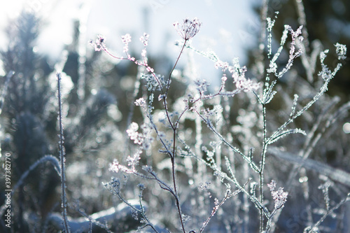 Winter grass in a frosty forest, covered with ice © Svetlana