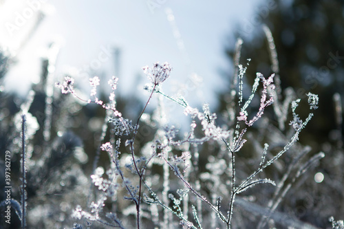Winter grass in a frosty forest, covered with ice