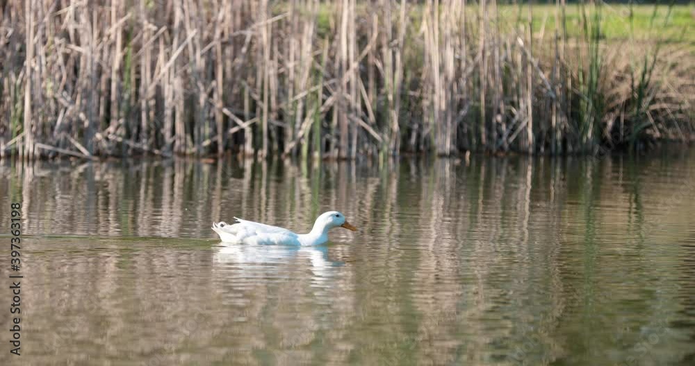 Close-up of white duck swimming in the lake Close-up of white duck swimming in the lake