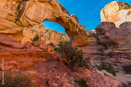 Hickman Natural Bridge Formed Into The Waterpocket Fold  Capitol Reef National Park  Utah  USA