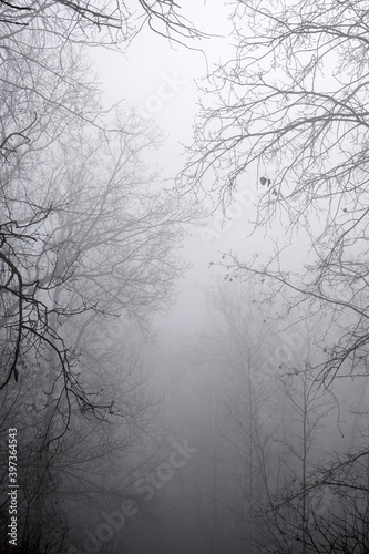Dark misty forest in late autumn